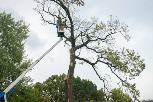 Tree and Shrub Care in Seminole Manor, FL