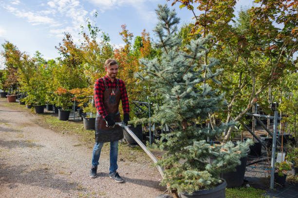 How Our Tree Care Process Works  in  Seminole Manor, FL